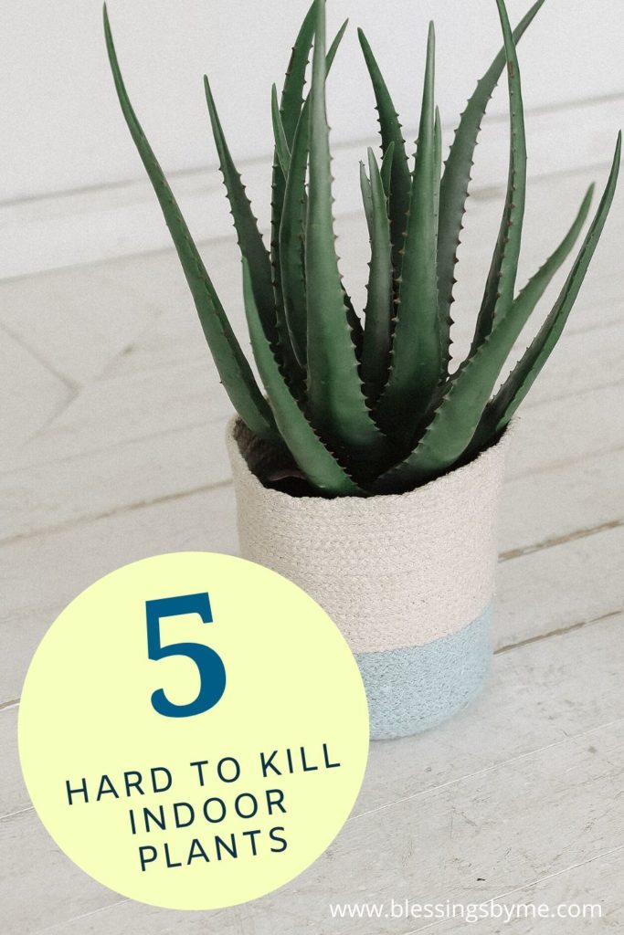 5 Indoor Plants That Are Hard to Kill Pin