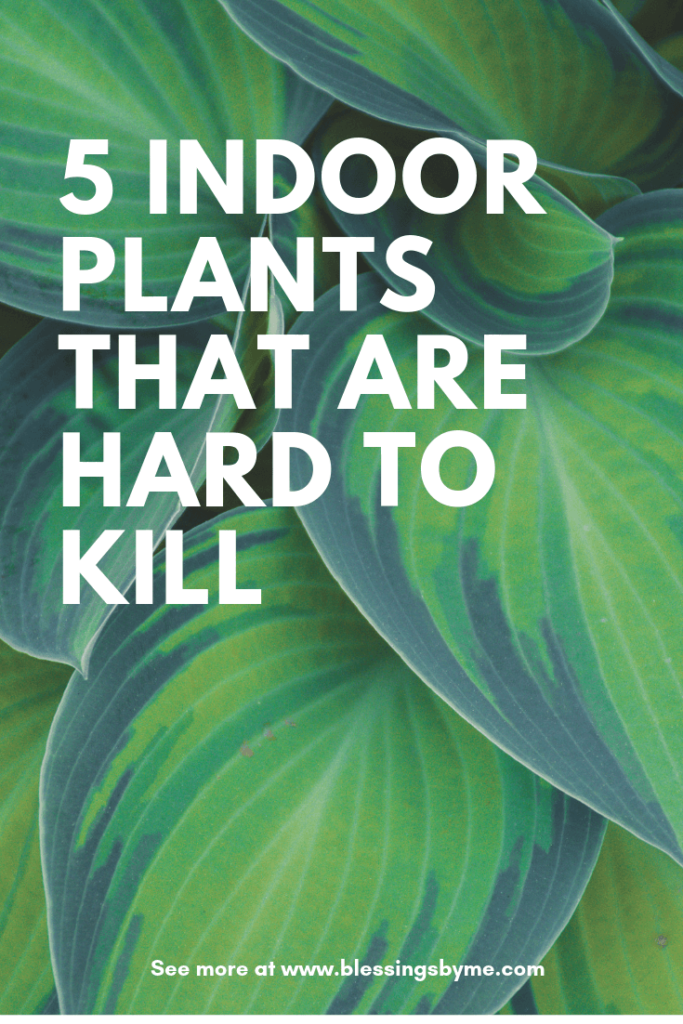 5 Indoor Plants That Are Hard to Kill