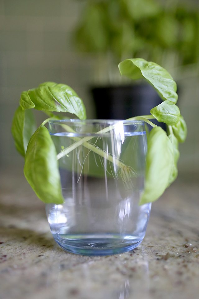 how to grow basil from cuttings