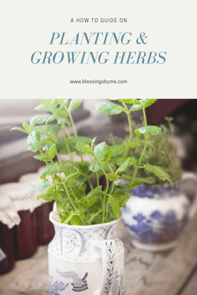 A how to guide on planting and growing herbs