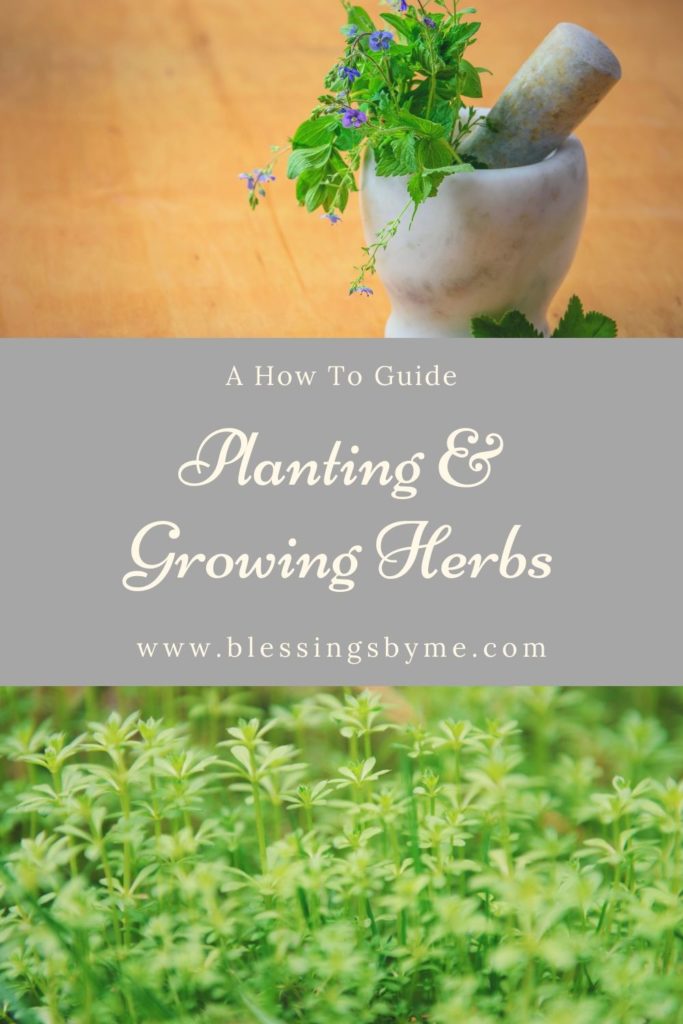 Planting & Growing Herbs