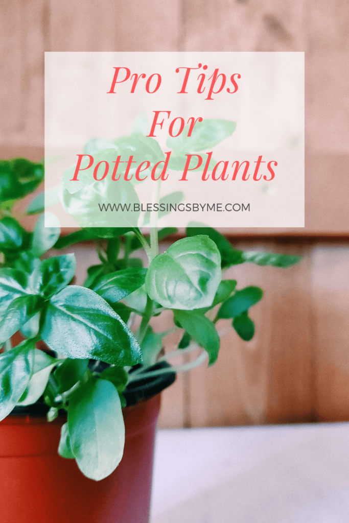Pro Tips for Potted Plants
