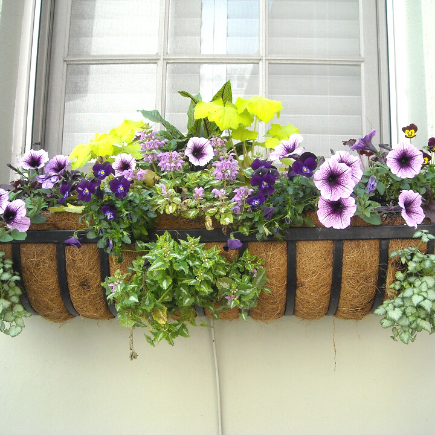 window box gardening