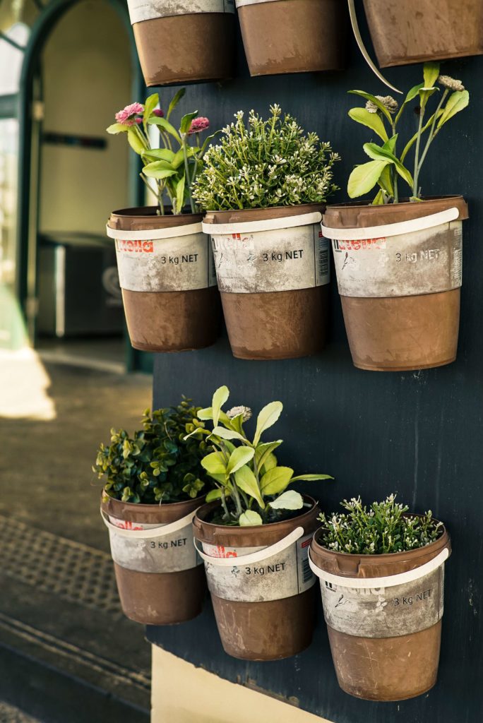 planting and growing herbs - container gardening