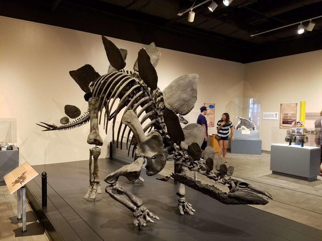 Virginia Museum of Natural History - Dino Exhibit