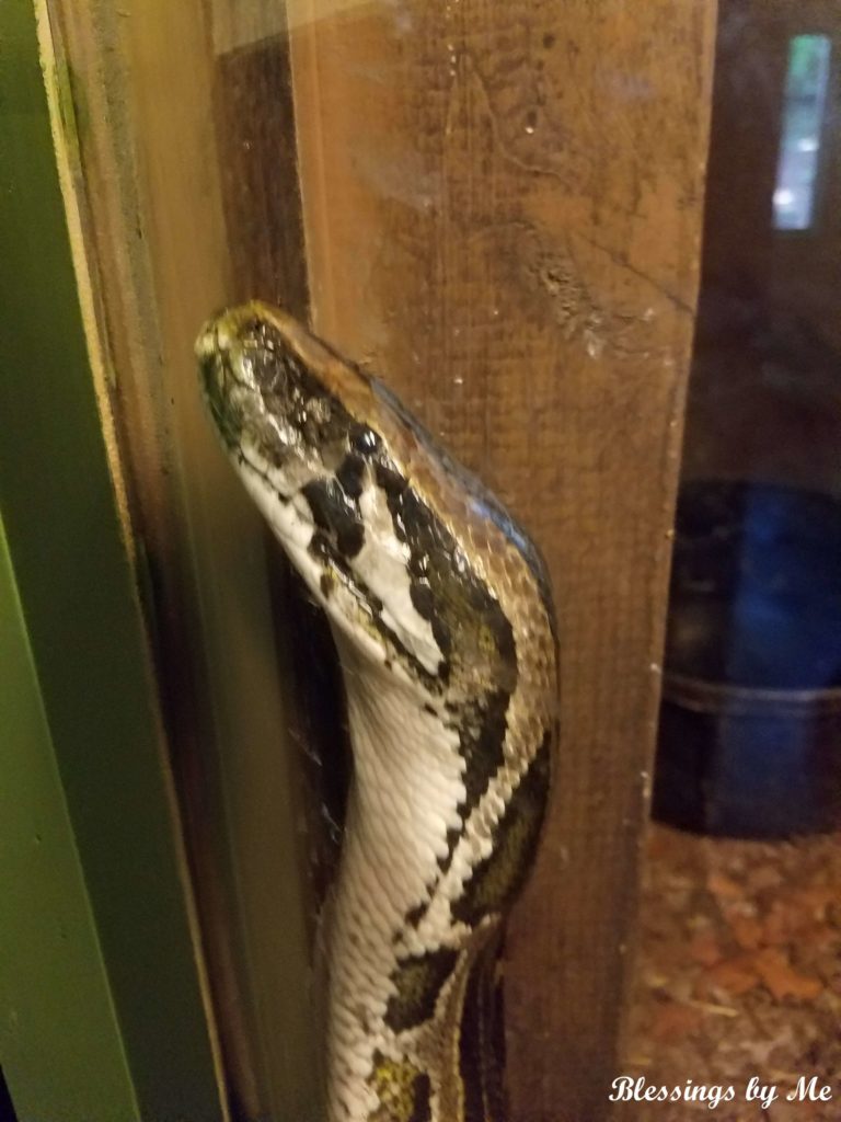 Snake in the reptile house
