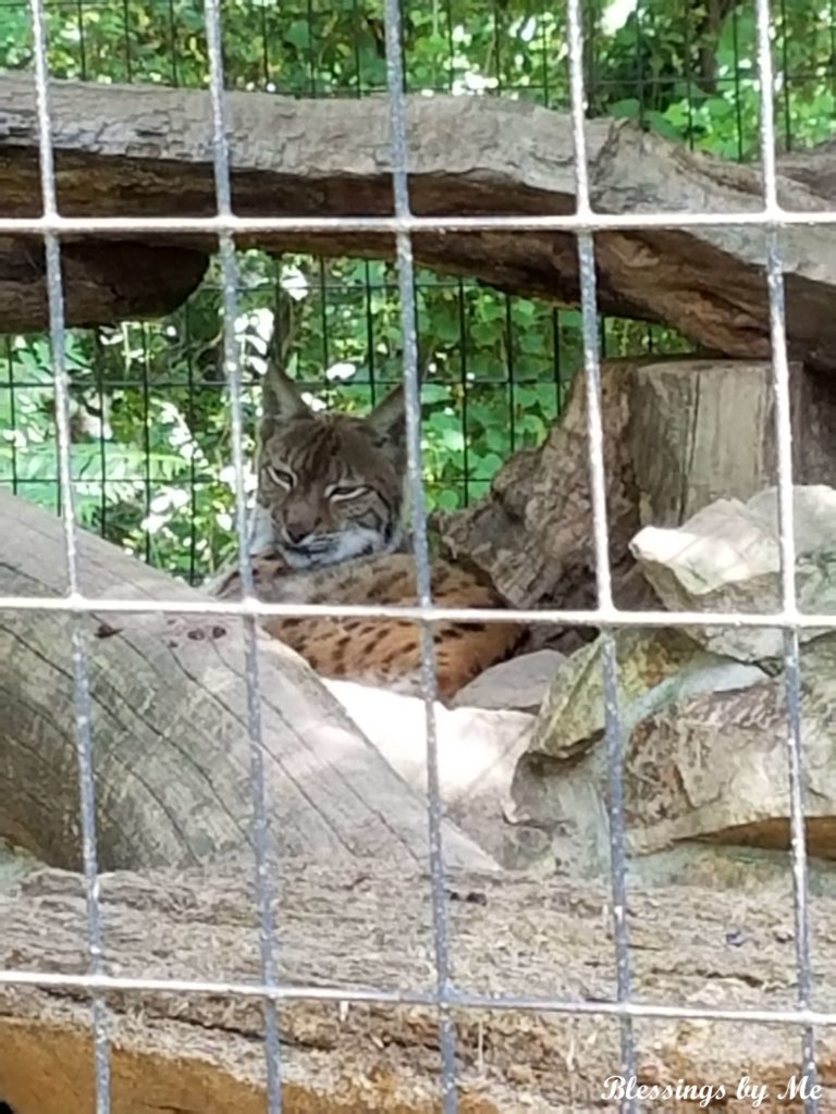 Spotted Cat in the Mill Mountain Zoo