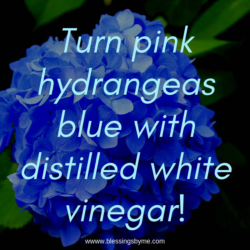 Turn pink hydrangeas blue with white distilled vinegar!