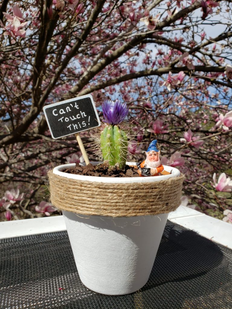 Cactus Flower Pot DIY