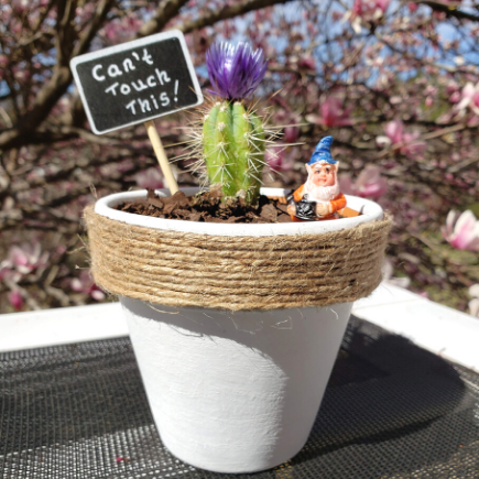 Cactus flower pot diy for mother's day
